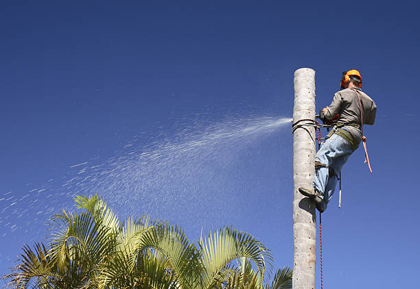Best Tree Trimming and Pruning  in Long Beach, CA