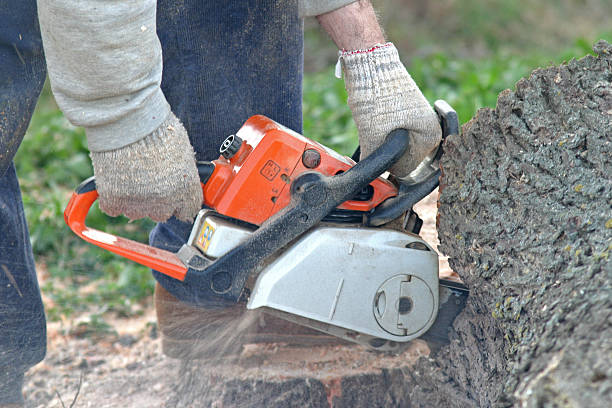 Best Lawn Pest Prevention  in Long Beach, CA