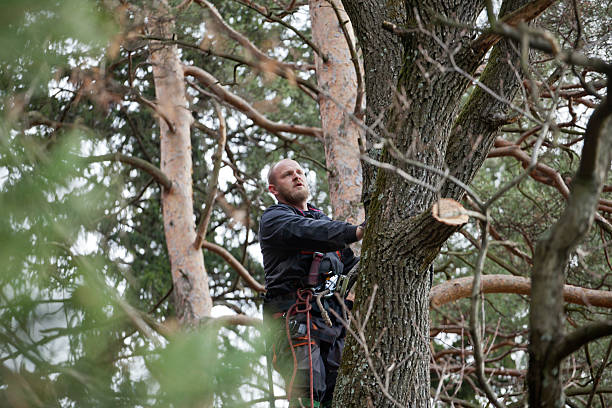 Long Beach, CA Tree Care Company